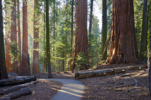 Sequoia National Park Congress Trail