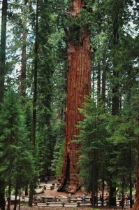 Sequoia National Park Tiverton Foundation